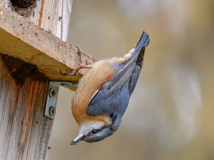 Taller para padres e hijos: creación de casitas para pájaros en Décines-Charpieu (69)