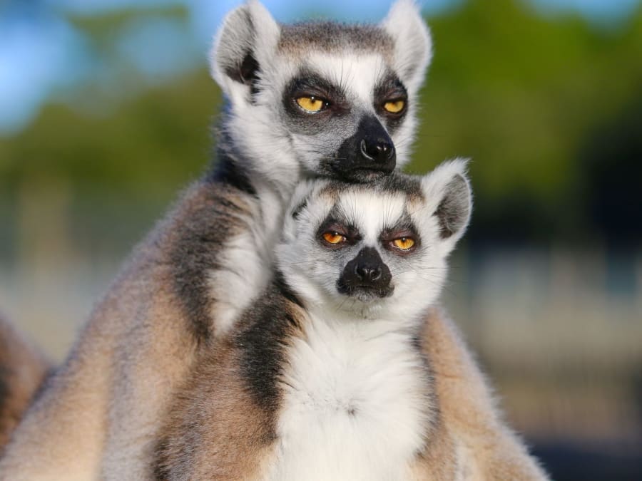 Tickets for Labenne Zoo (40)