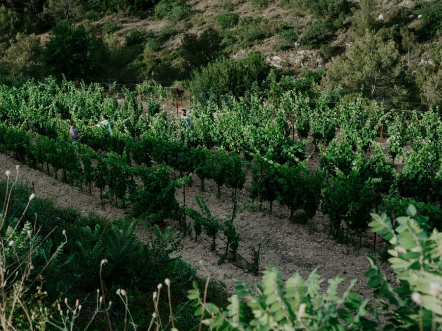 Visite & dégustation de vins et fromage à Meyreuil (13)