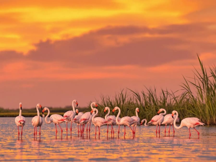 Insólita visita guiada privada de la Camarga (30)