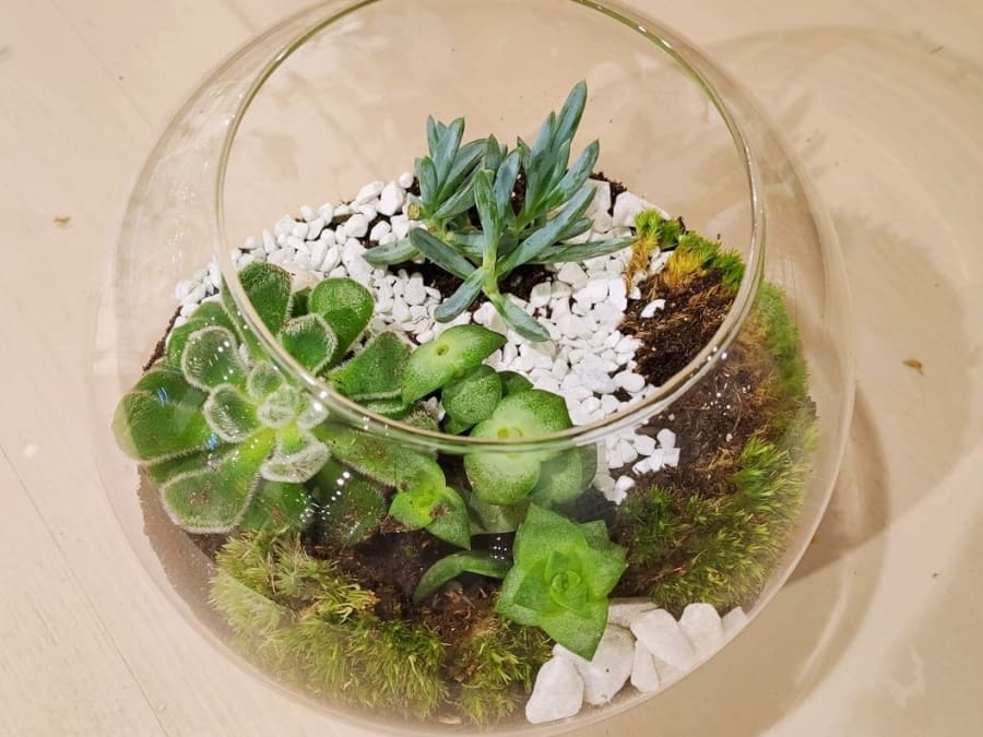 Team Building Atelier Terrarium en Ile-de-France