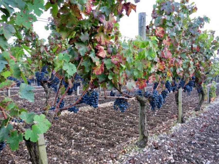 Wine and food pairing excursion in the Médoc