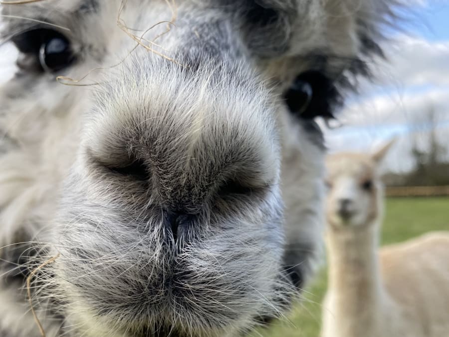Walking with alpacas in Sanzay (79)