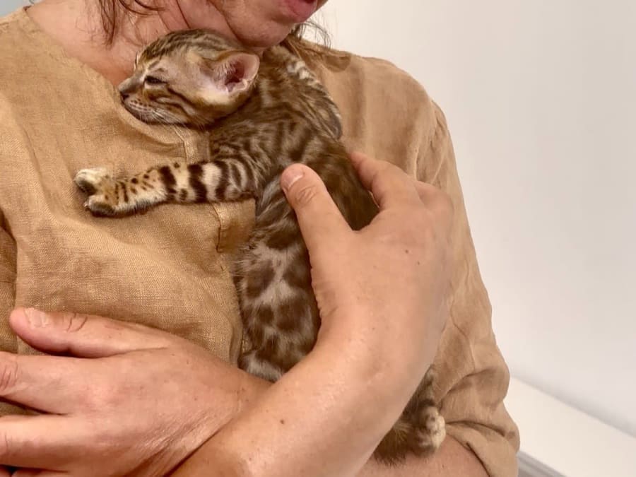 Oficina de brincadeiras e carícias com gatos e gatinhos no 4.º arrondissement de Paris