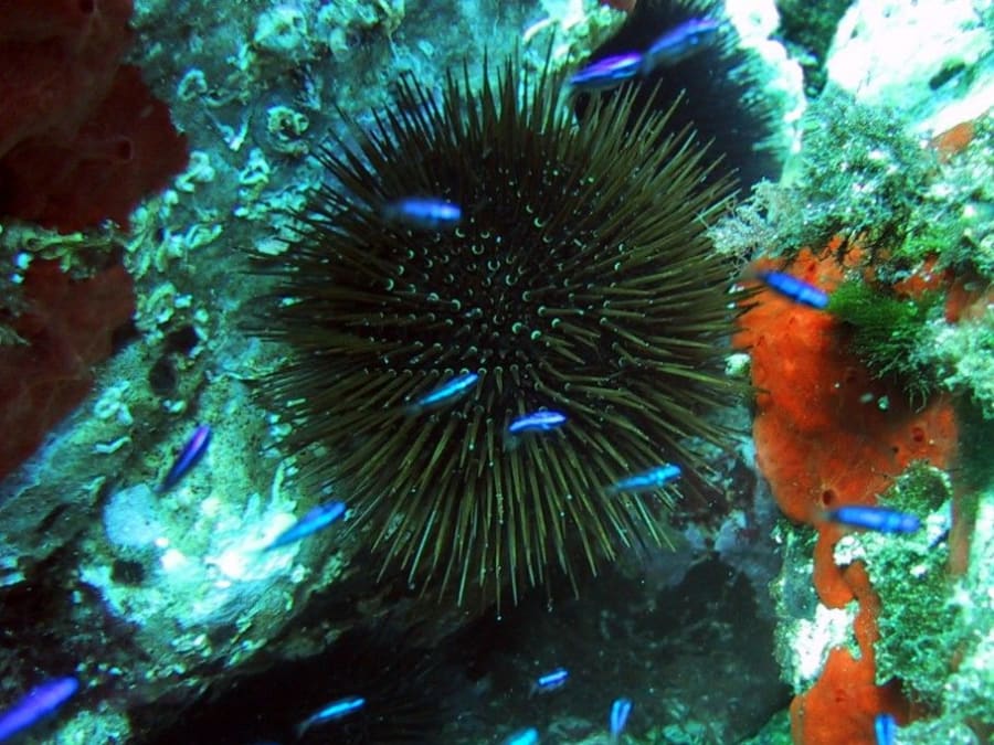 Excursion snorkeling en baie de Villefranche (06)