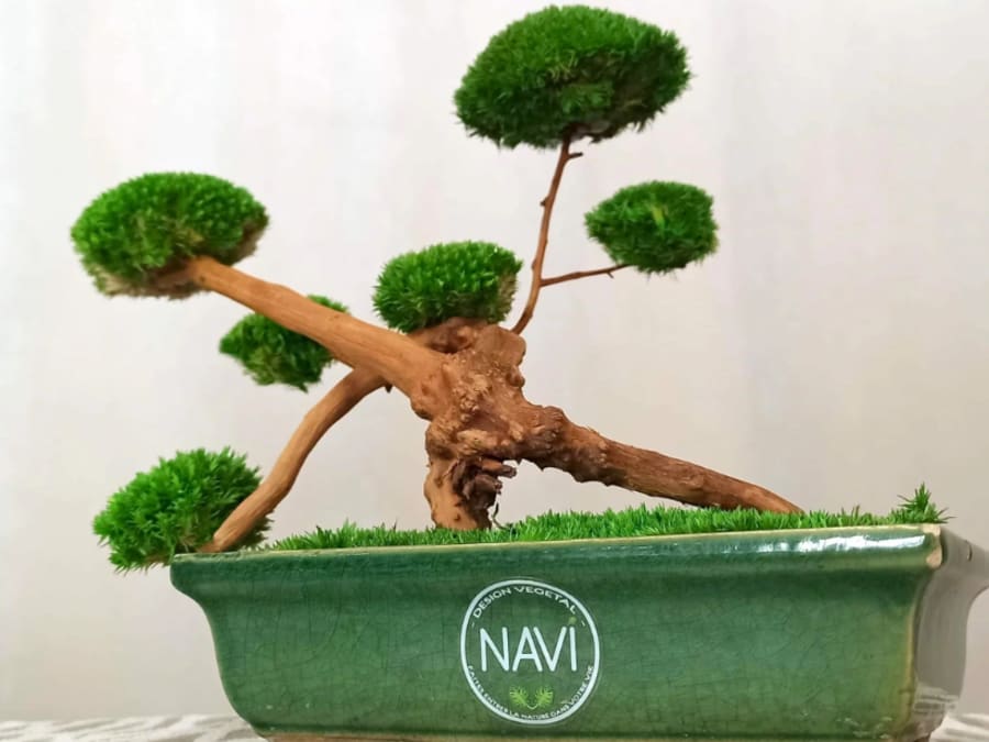 Eternal bonsai workshop in Dijon (21)