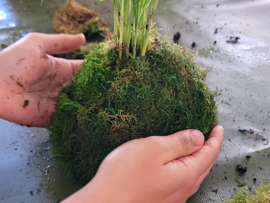 Atelier Kokedama parent/enfant à Nantes (44)
