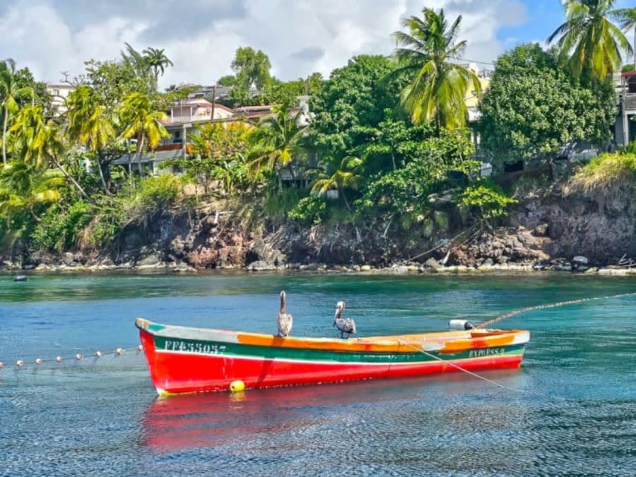 Excursão às Tartarugas Marinhas e Baías Selvagens na Martinica (972) 