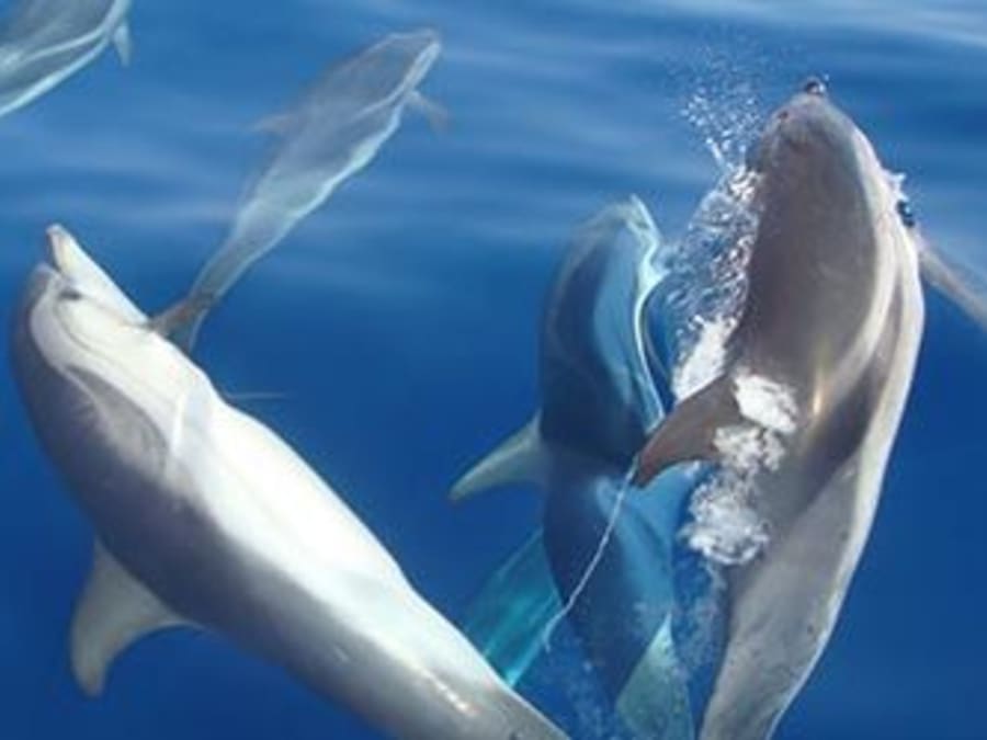Encuentro con delfines y ballenas en barco desde Bandol