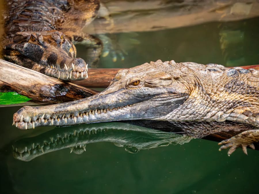 Tickets for the Crocodile Farm in Pierrelatte (26)