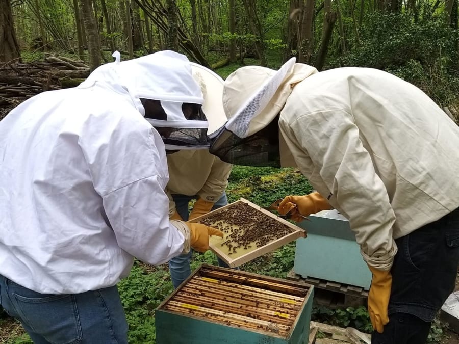 Curso de apicultura "recolección y extracción de la miel" en Cha