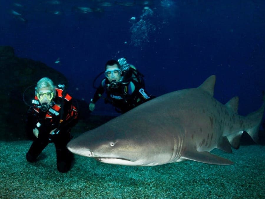 Inmersión con tiburones en la piscina del Acuario de Palma de Mallorca