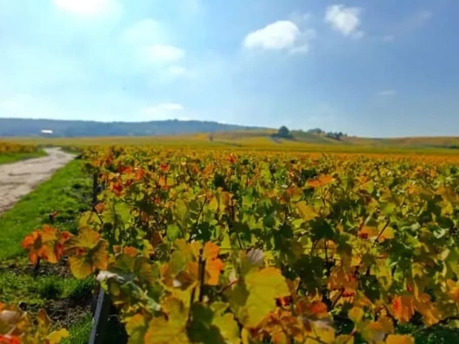 Paseo guiado en bicicleta por la ruta del vino de Champaña (51)