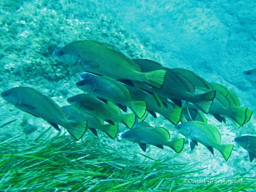 Scuba diving at Port-Cros (83)