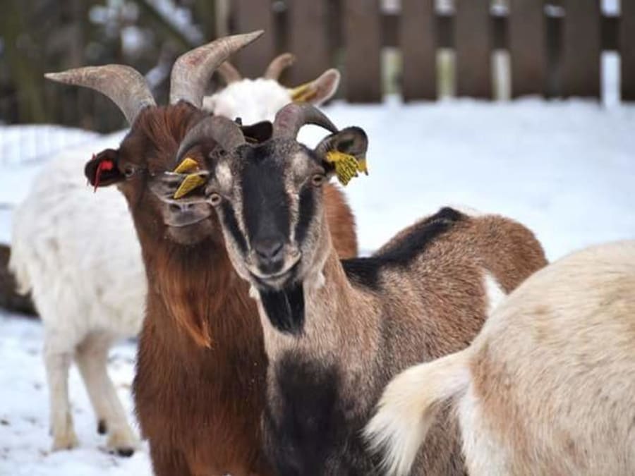 A little tree grows into a big one at the Ferme de Gally in St-C
