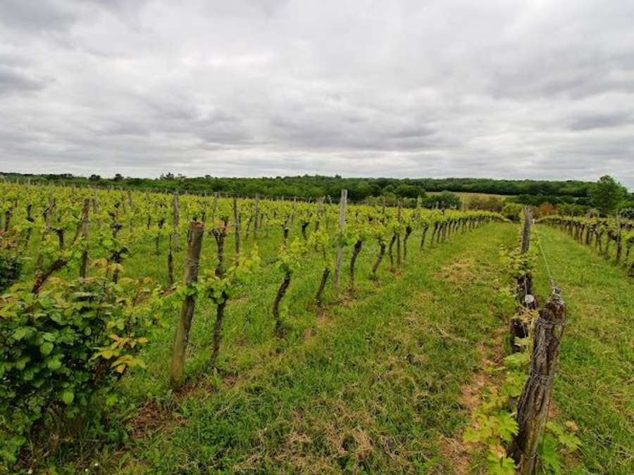 Visite et initiation à la dégustation au Château Les Maubats