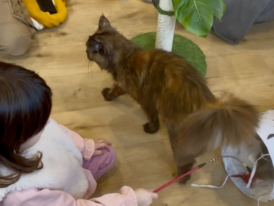 Oficina de brincadeiras e carícias com gatos e gatinhos no 4.º arrondissement de Paris