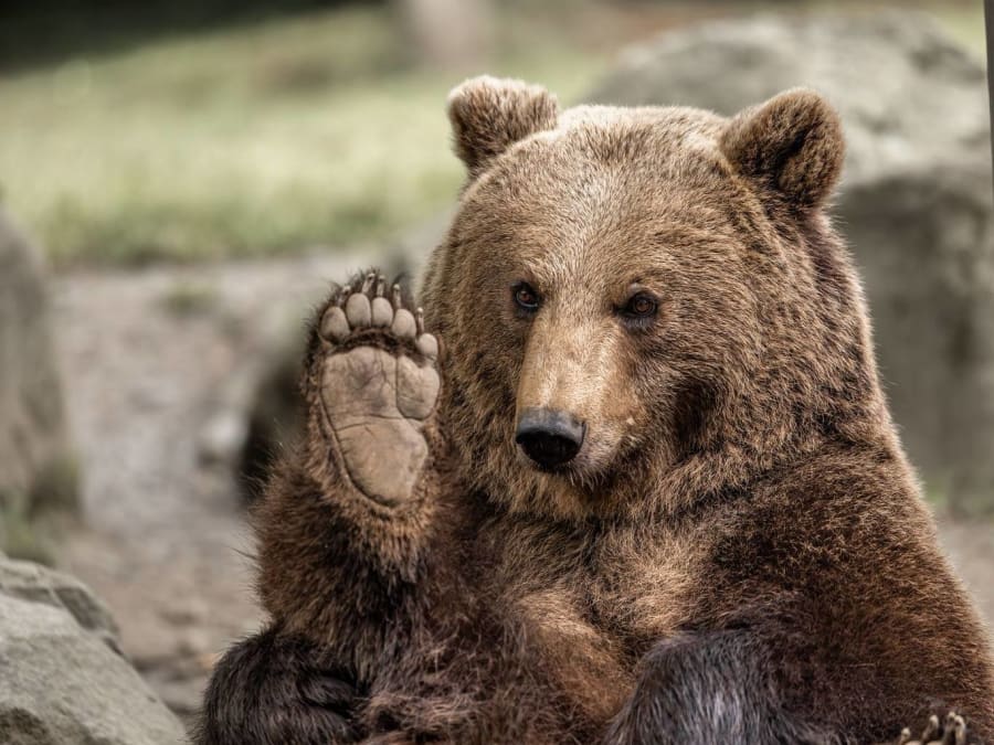 Billet pour le Parc animalier des Pyrénées (65)