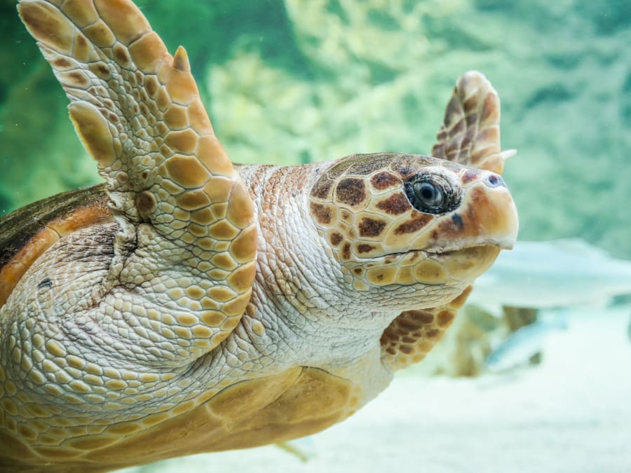 Entradas para el acuario de Biarritz (64)