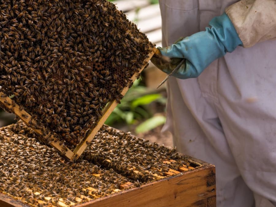 Stage Journée Apiculture À Beaumes-De-Venise Près D'orange