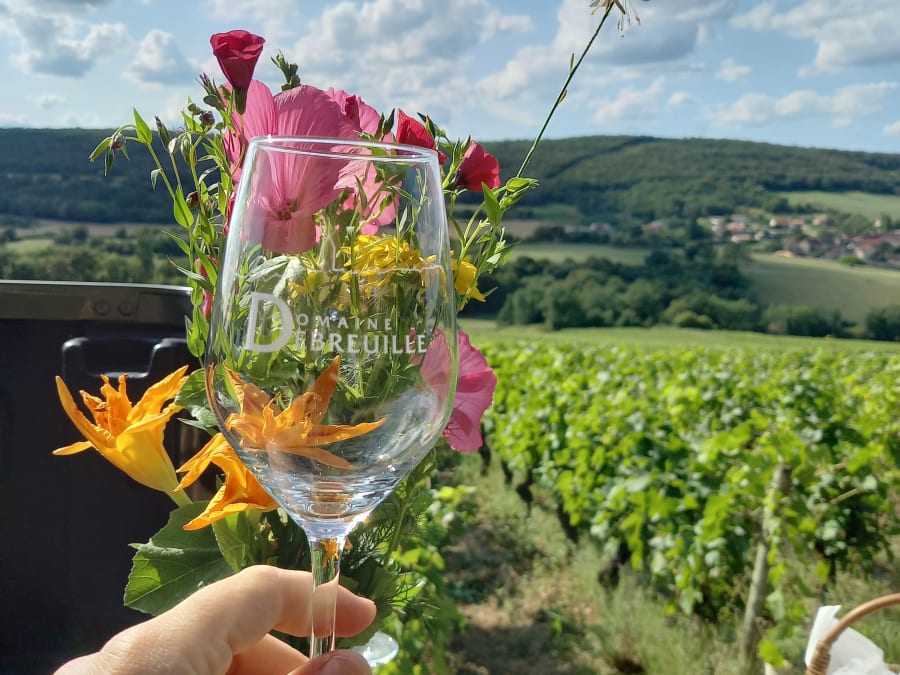 Visites & dégustation de vins au Domaine Debreuille (71)