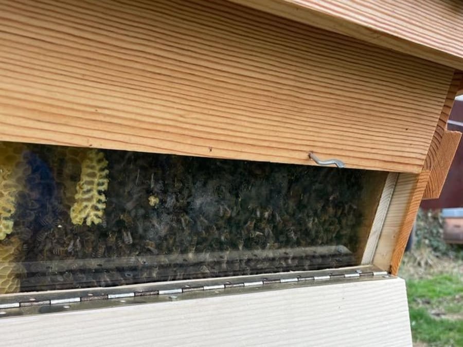 Journée Apiculture à Beaumes-de-Venise près d'Orange (84)