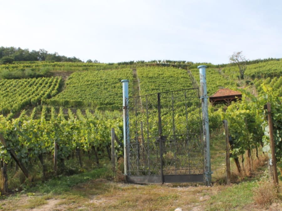Balade Gourmande & Vinicole à Dambach-la-Ville (67)