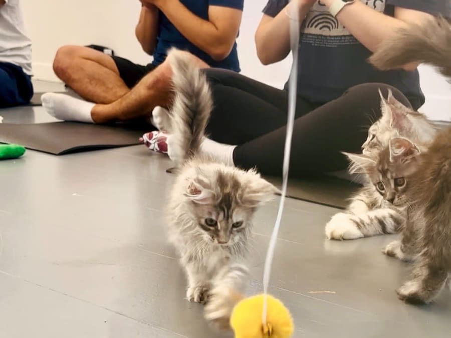 Ioga com gatos e gatinhos/Kitten Yoga no 12.º arrondissement de Paris