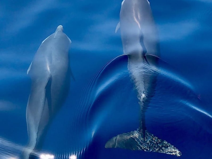 Ausflug mit Delfinbeobachtung, Schnorcheln und Imbiss auf Martinique (972)