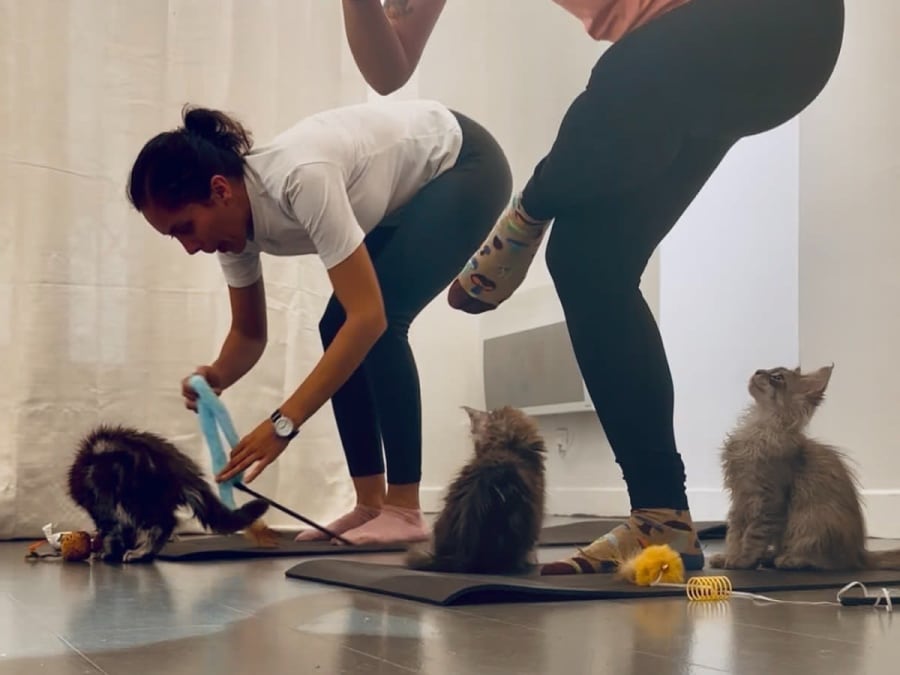 Ioga com gatos e gatinhos/Kitten Yoga no 4.º arrondissement de Paris