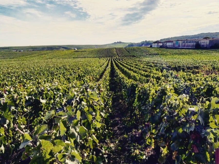 Visit & Champagne tasting at Mailly-Champagne (51)