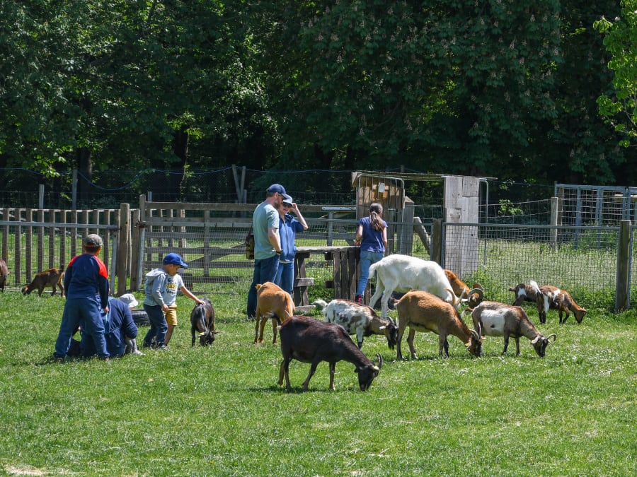 Fiesta de la manzana en la Granja Abierta de Saint-Cyr-l'Ecole