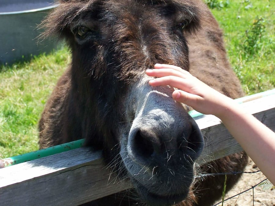 Anniversaire enfant à la ferme de Monsieur Seguin, dans l'Ain