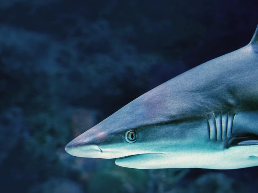 Billet pour le Musée Océanographique de Monaco