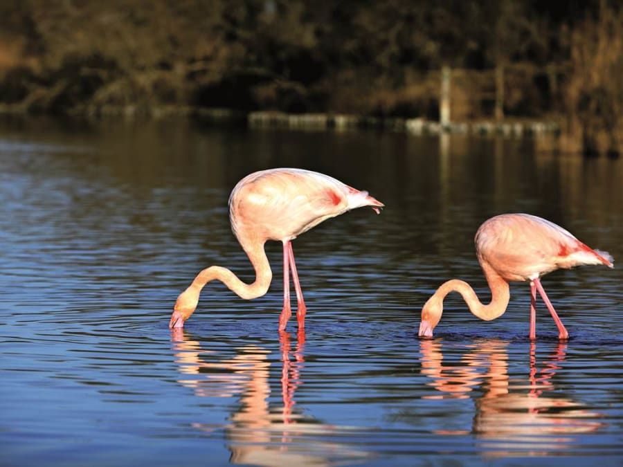 Safari demi-journée en 4x4 au Grau-du-Roi (30)