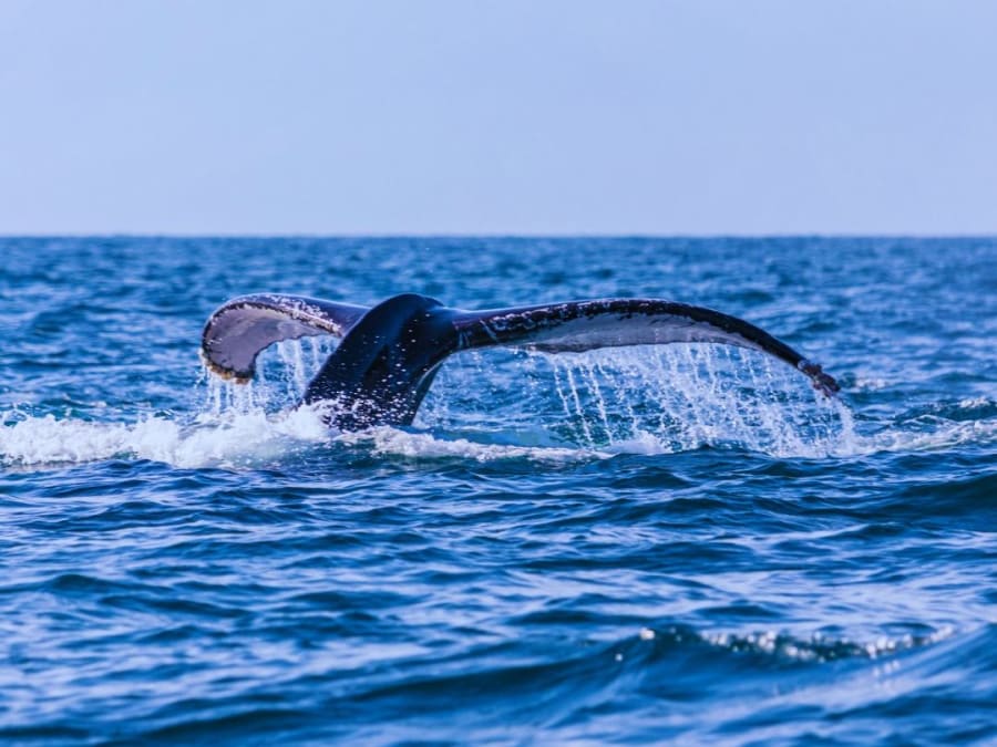 Excursión de botadura "clásica" con cetáceos en Isla Reunión