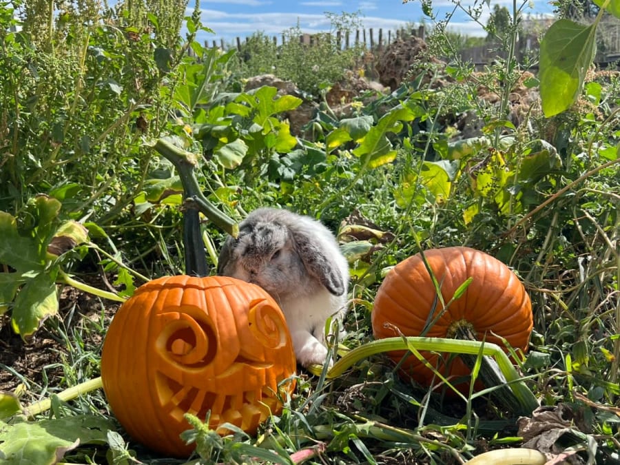 Festa della zucca e animali alla Fattoria di Gally a St-Denis