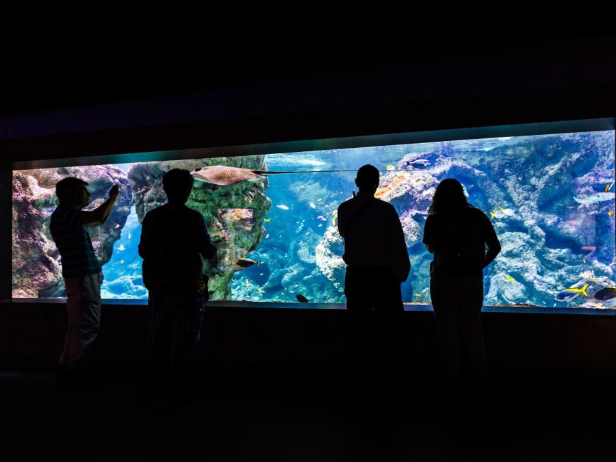 Entrada para el Pabellón de Bretaña en Océanopolis (29)