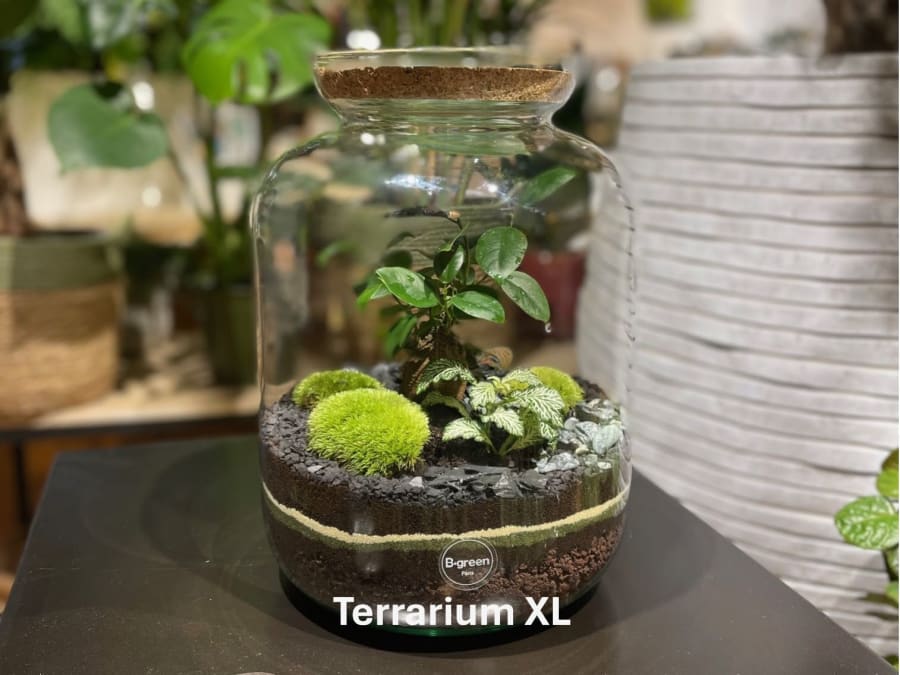 Terrarium workshop in Paris 11th arrondissement