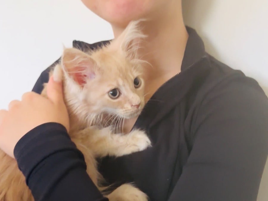 Oficina de brincadeiras e carícias com gatos e gatinhos no 12.º arrondissement de Paris