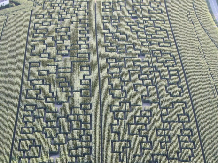 Labyrinthe géant dans un champ de maïs à Ableiges (95)