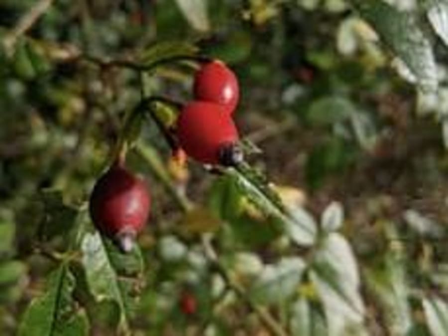 Paseos por la naturaleza y clases de cocina vegetariana en Renne
