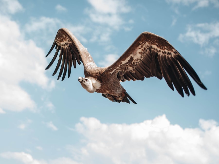 Billet pour la Volerie des Aigles à Kintzheim  (67)