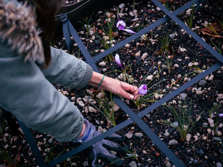 Team Building Récolte et émondage de safran à Montrouge (92)