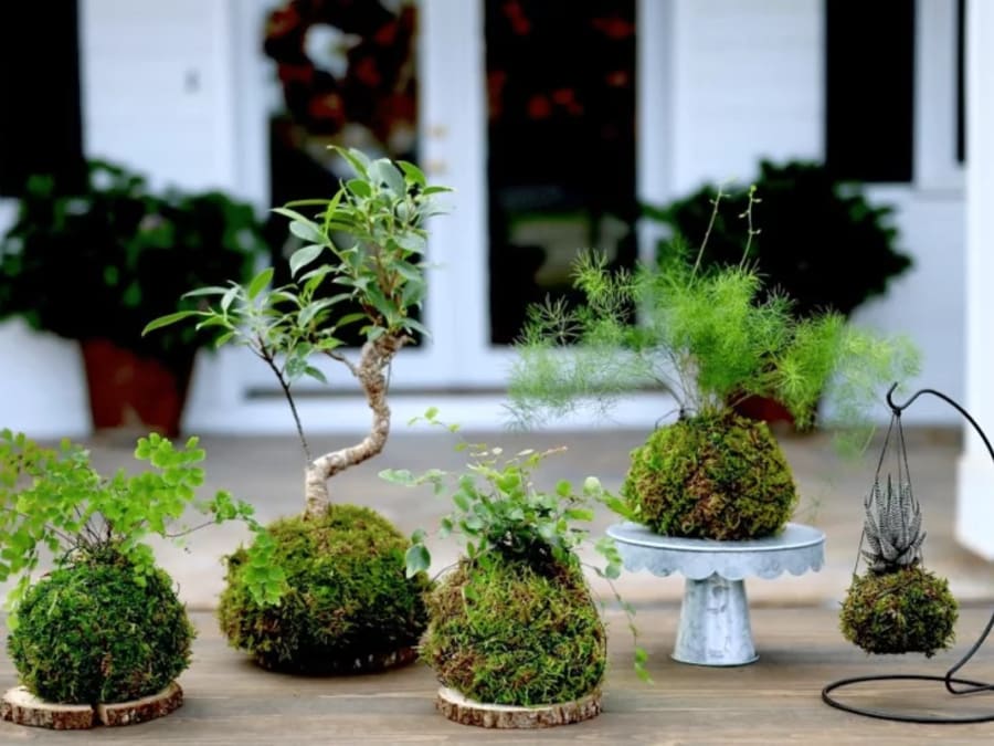 Cultivez votre main verte à Saint-Michel (Paris 6)