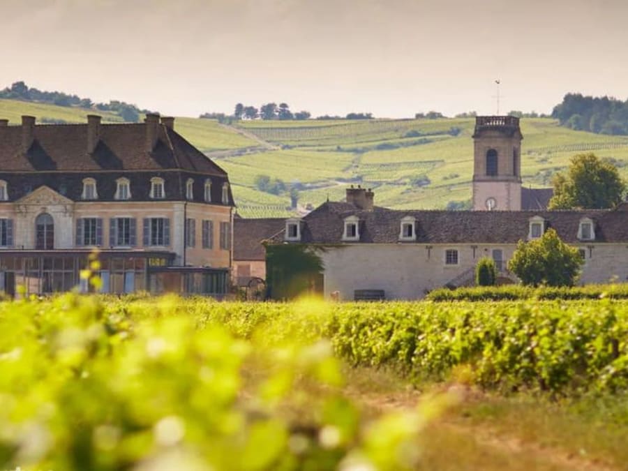 Bellevigne Bourgogne à Chambolle-Musigny (21)