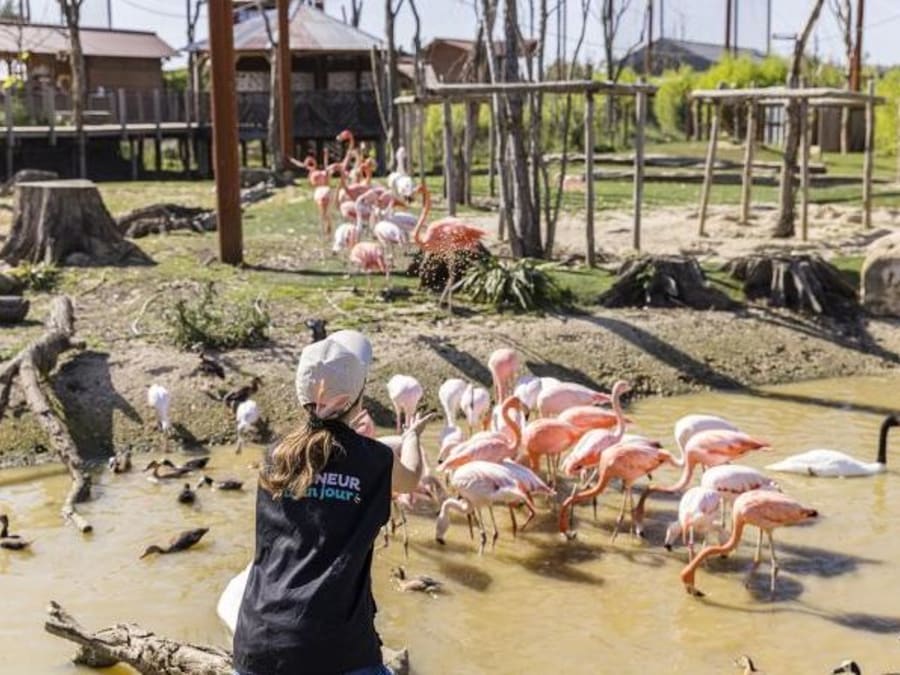 Team Building Atelier Nourrissage à Parrot World (77)