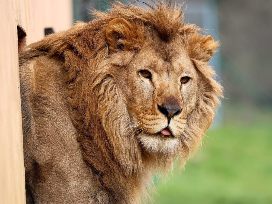 Billet pour le Parc de l'Auxois (21)