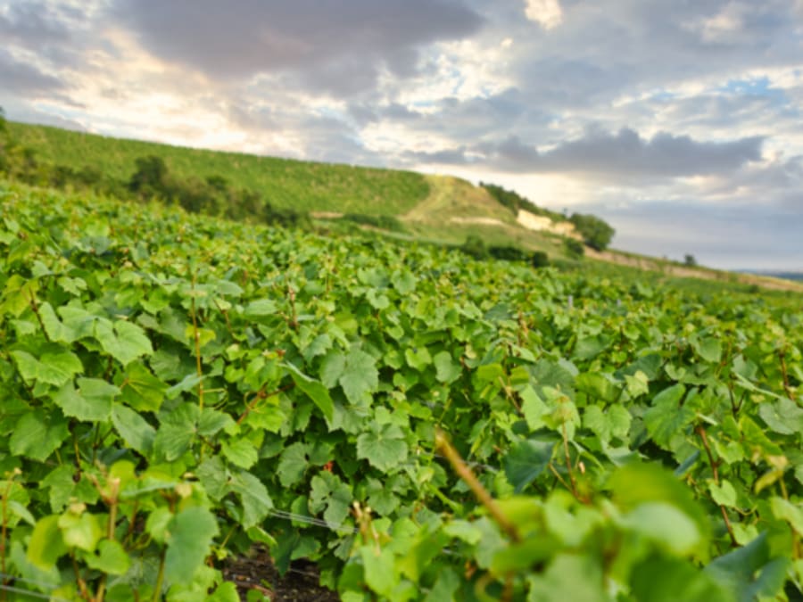 Degustación "Dos añadas de Champagne" en Aÿ (51)