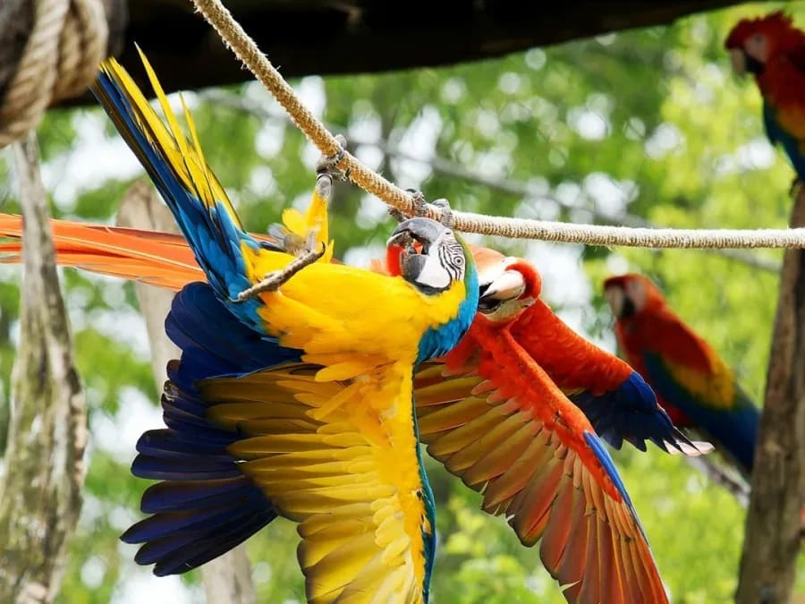 Team Building Visite libre du parc animalier Parrot World (77)